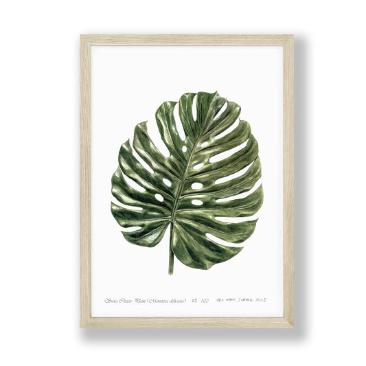 Monstera Deliciosa Botanical art print