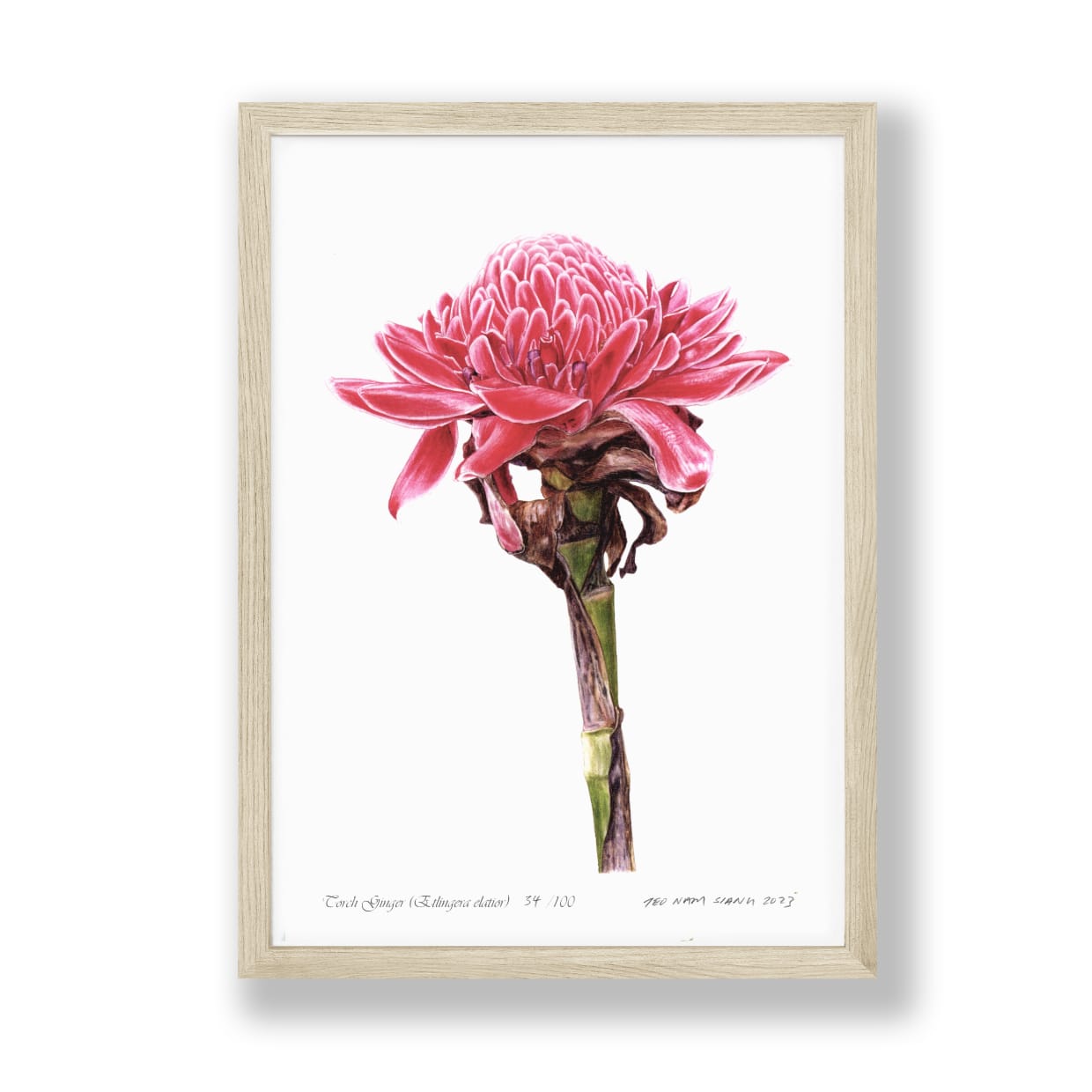 Torch Ginger Etlingera elatior botanical art print