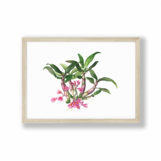 Dendrobium Hibiki Orchid Art Print