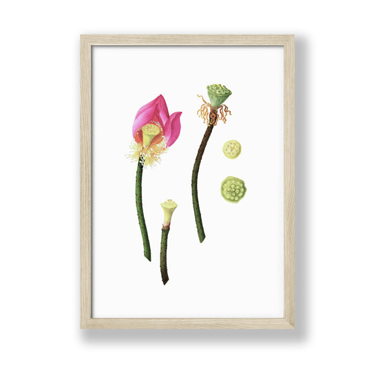 Lotus Flower Art Print