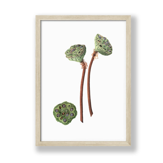 Lotus Seed Pod Art Print