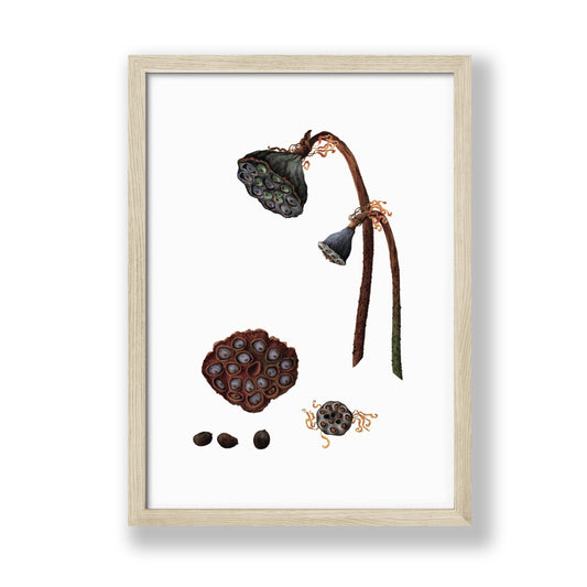 Lotus Dried Seed Pods Art Print