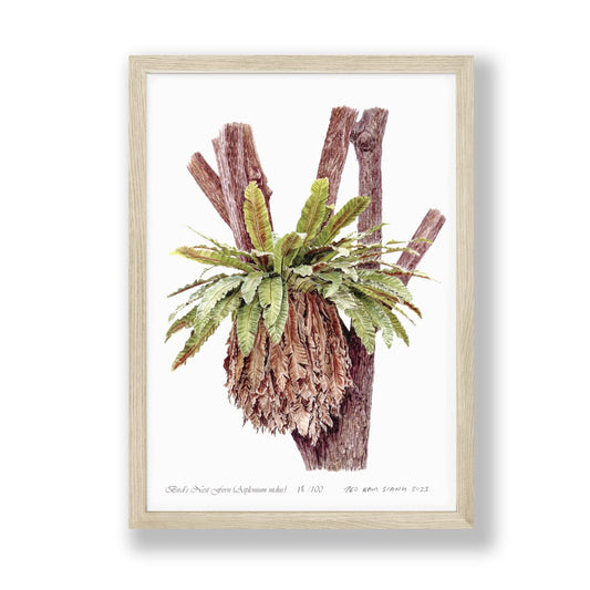 Bird's Nest Fern Asplenium nidus Limited edition art print