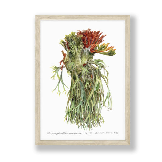 Framed Botanical Art Print of the Staghorn Fern