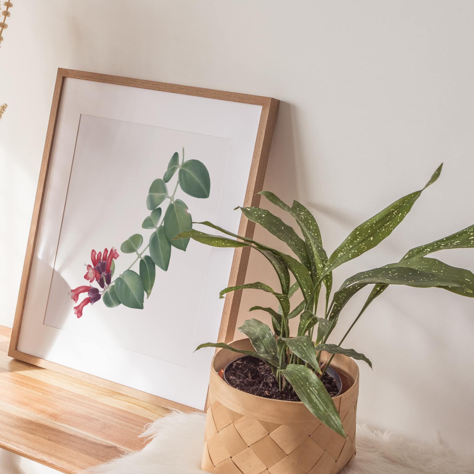 Lipstick plant botanical art print in wood frame