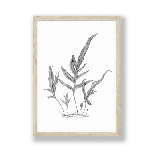 Framed art print of Microsorum scolopendria, Monarch Fern