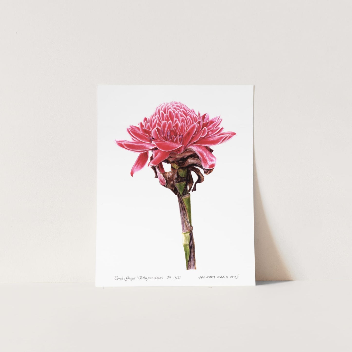 Torch Ginger Etlingera elatior botanical art print by Teo Nam Siang