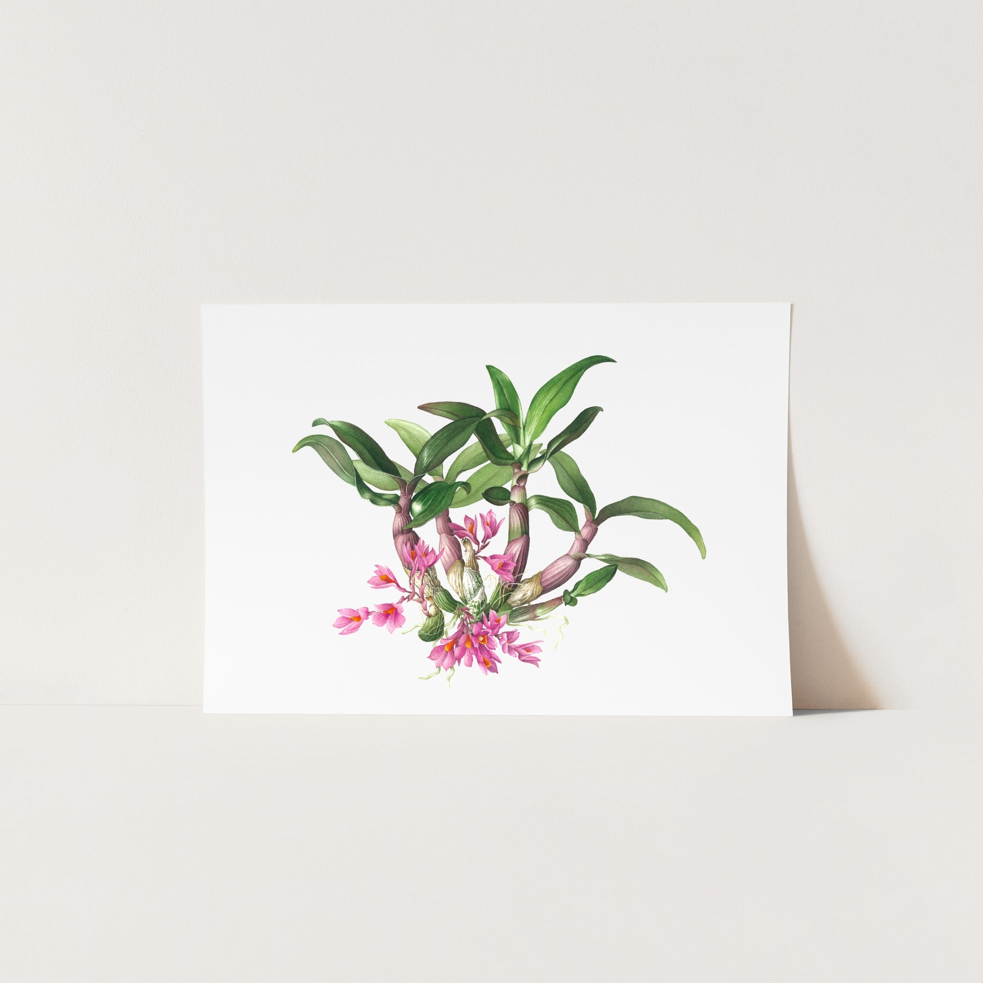 Botanical art print of a pink dendrobium orchid by Sunanda Widel Artistic Nature