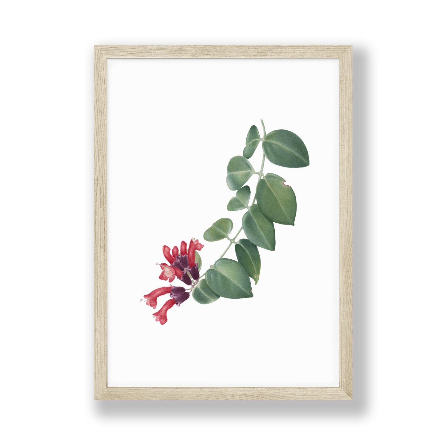 Lipstick Plant Art Print