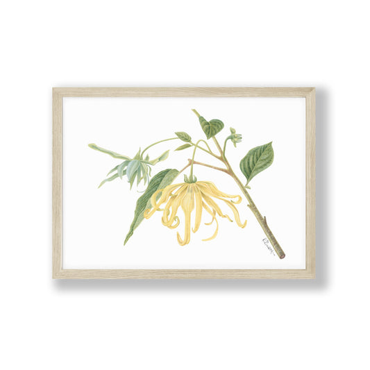 Framed art print of Ylang Ylang Cananga odorata